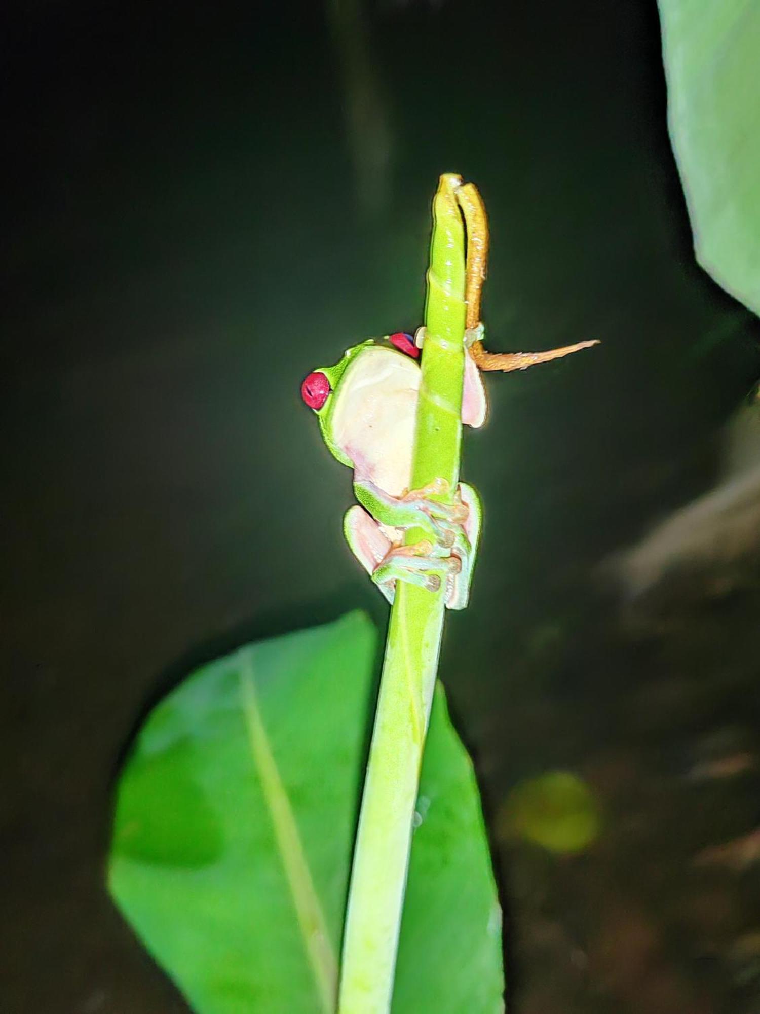Garden Of Heliconias Lodge Drake Bay Ngoại thất bức ảnh